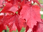 Klon czerwony (Acer rubrum) Red Sunset
